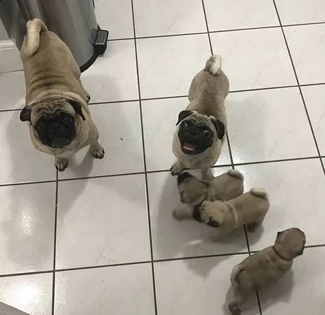 cute pug puppies 