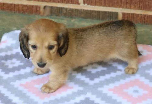 dachshund puppies 
