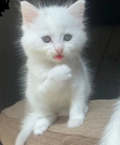 norwegian forest  kittens