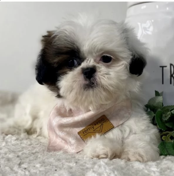 molto sani e bella cuccioli di shih tzu per regalo 