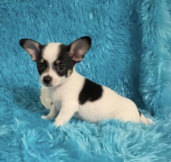 pura razza cuccioli di chihuahua per regalo  | Foto 1