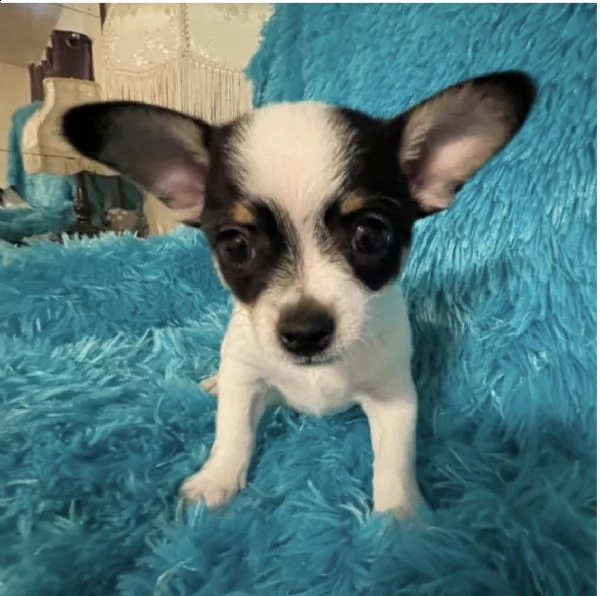 pura razza cuccioli di chihuahua per regalo 