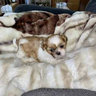 adorabili cuccioli di shih tzu | Foto 0