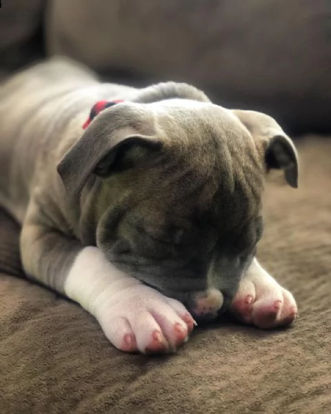  2 cuccioli di pitbull | Foto 1