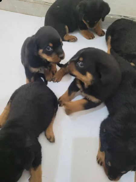 regalo rottweiler disponible,,,  | Foto 0