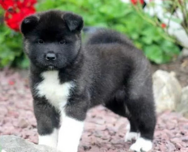 regalo akita-inu,,,,  | Foto 0