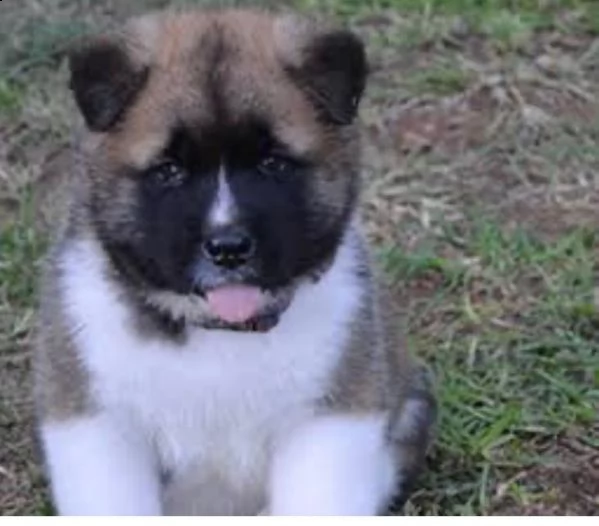 regalo akita-inu,,,, 