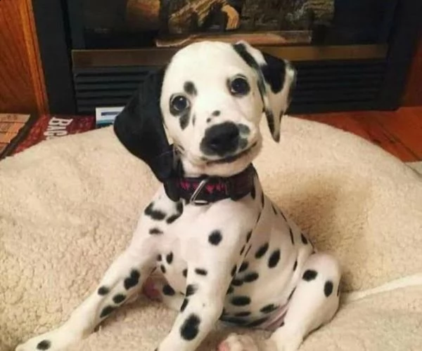 regalo dalmata disponibile....  | Foto 0