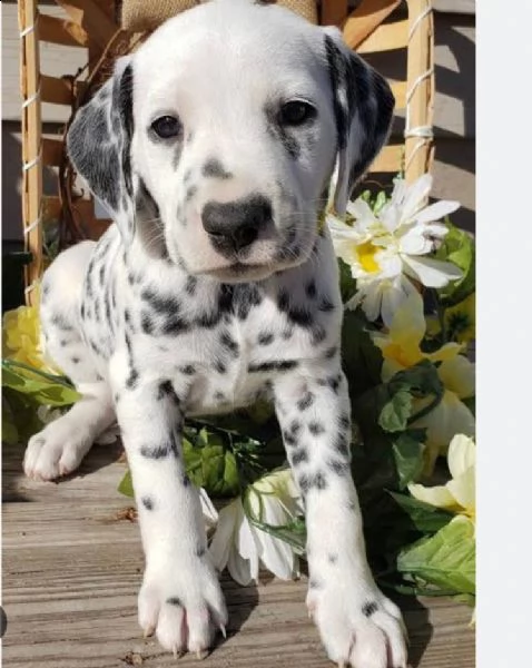 regalo dalmata disponibile.... 