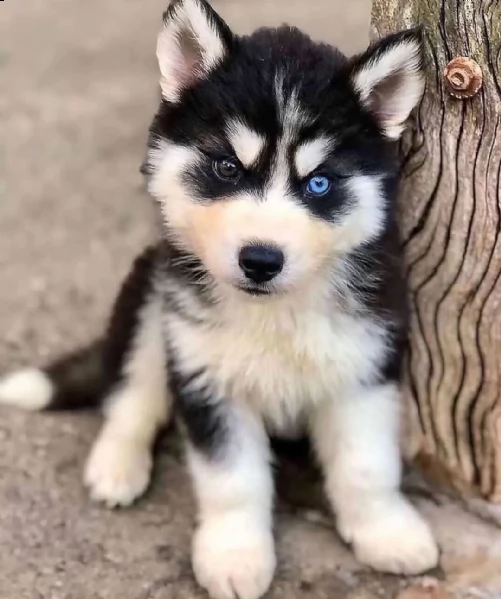 regalo husky...  | Foto 0