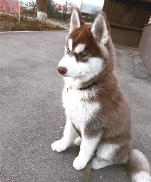 regalo husky... 