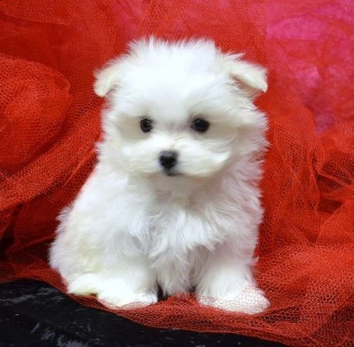 regalo maltese 