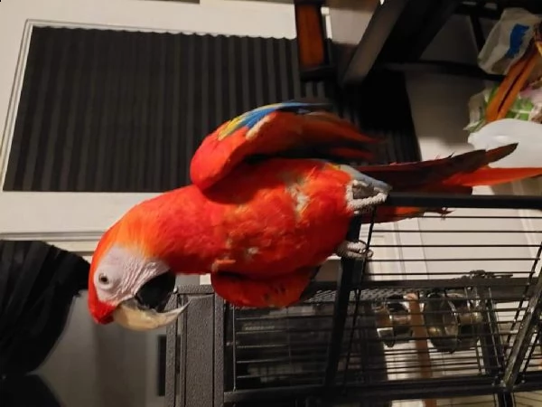 adorabile pappagallo
