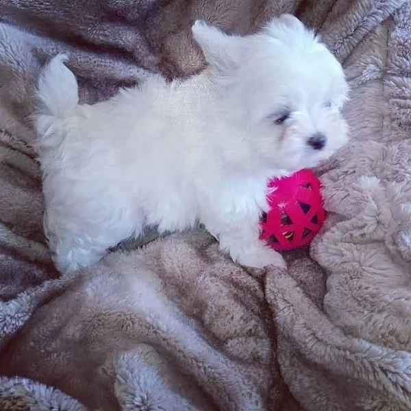 ...regalo maltese toy ...... | Foto 0