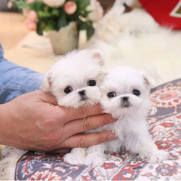 cuccioli maltesi in vendita