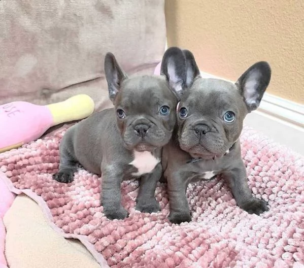 cuccioli di bulldog francesi | Foto 0