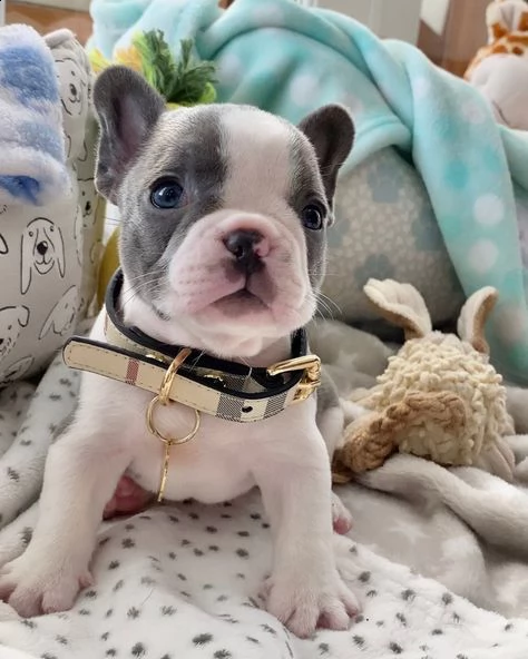 cuccioli di bulldog francesi