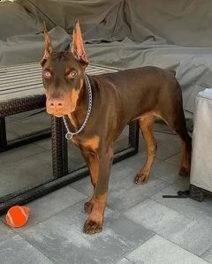 cuccioli doberman in vendita | Foto 0