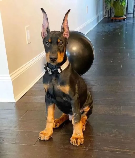 cuccioli doberman in vendita