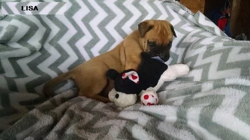 regalo bullmastiff cuccioli