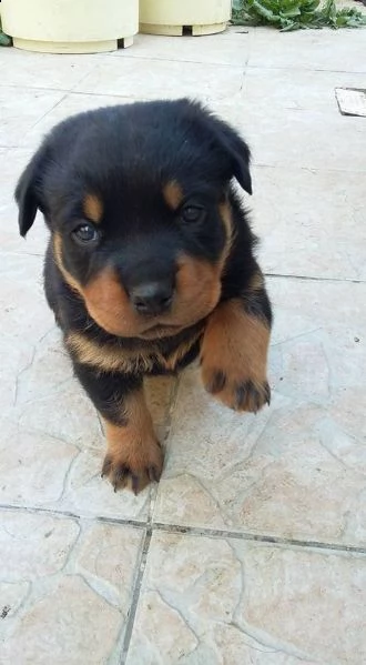 regalo cuccioli di rottweiler 1 femmine e un maschietto. i cuccioli sono gia disponibili e verranno 