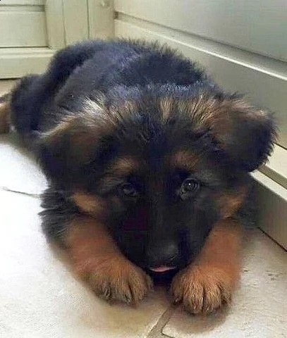  regalo cuccioli pastore tedesco cuccioli di pastore tedesco sono 3 femmine e 2 maschio. le foto son