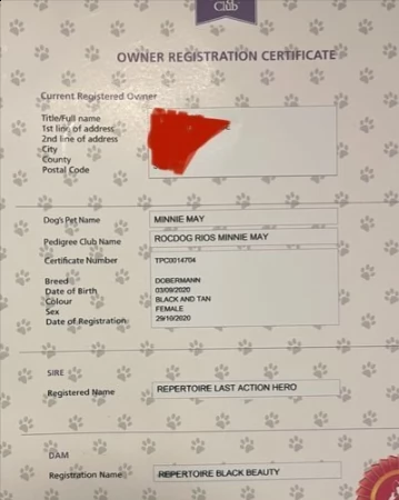 disponibili cuccioli dobermann | Foto 1