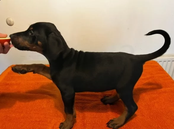 disponibili cuccioli dobermann
