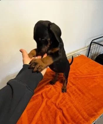 disponibili cuccioli dobermann | Foto 0