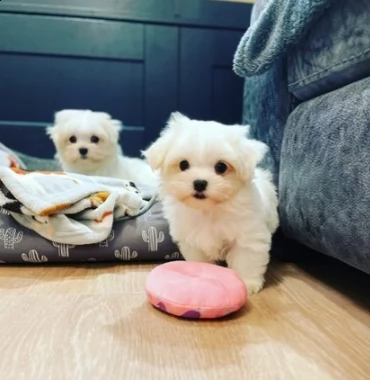 cuccioli maltese piccolo taglia