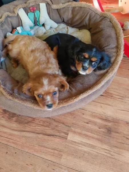 5 adorabili cuccioli di chihuahua in cerca di una casa amorevole | Foto 0