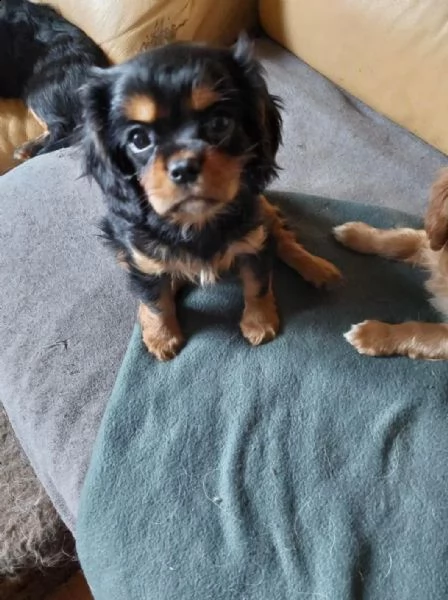 5 adorabili cuccioli di chihuahua in cerca di una casa amorevole