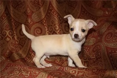 piccoli cuccioli di chihuahua