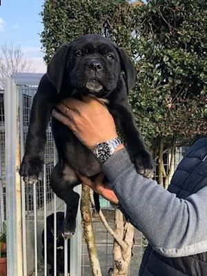 cucciolona di cane corso