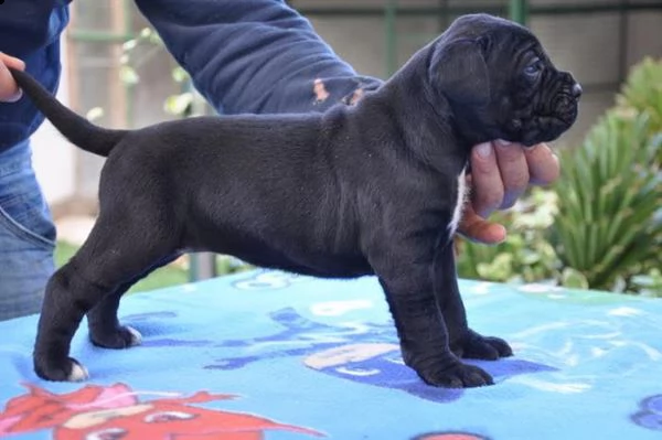 cucciolone cane corso | Foto 1