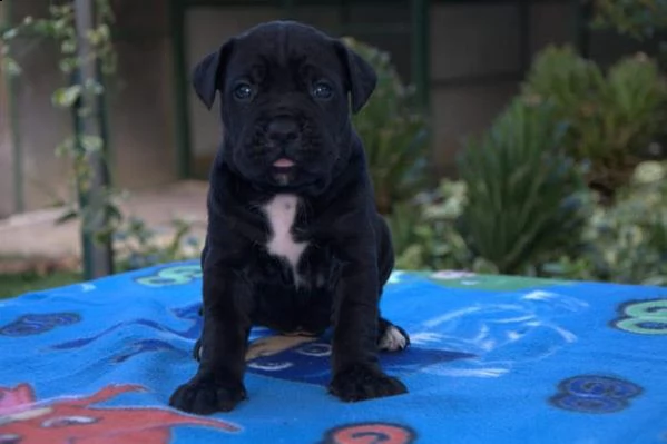 cucciolone cane corso | Foto 0