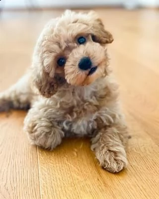 maltipoo maschio e femmina