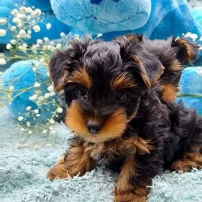 bellissimi cuccioli di yorkie di razza pura