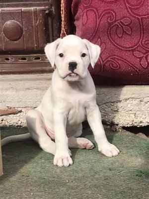 cuccioli boxer