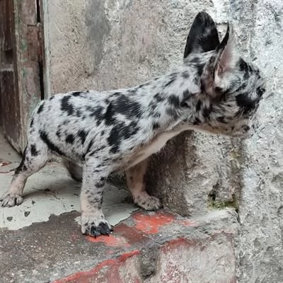 bulldog francese lilac merle