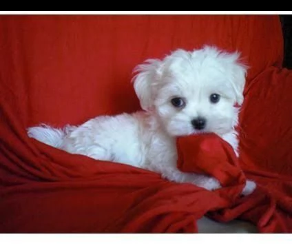regalo maltese  mini toy ......disponibili.. | Foto 0