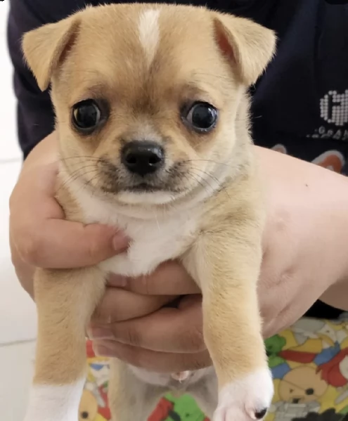 chihuahua cutie  | Foto 2