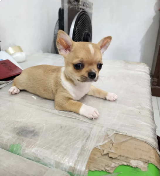 chihuahua cutie  | Foto 1