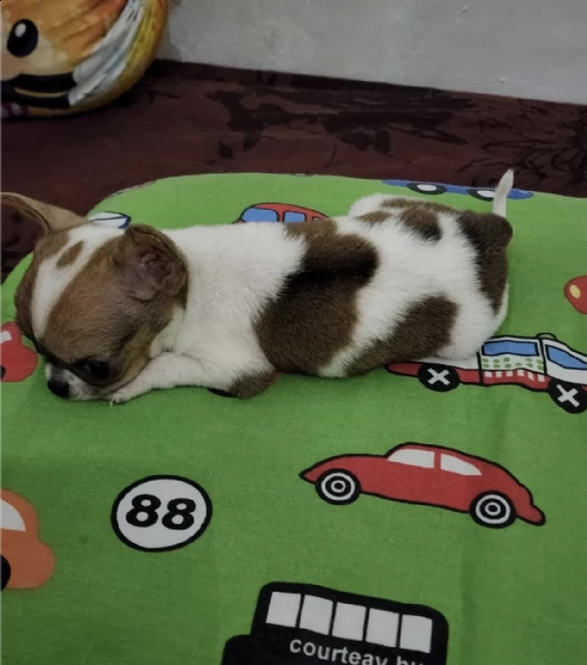 chihuahua cutie  | Foto 0