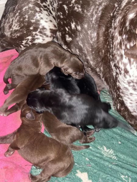 pointer tedesco a pelo corto x labs. il regalo perfetto per il tuo amore in questa stagione | Foto 5