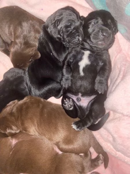 pointer tedesco a pelo corto x labs. il regalo perfetto per il tuo amore in questa stagione | Foto 4