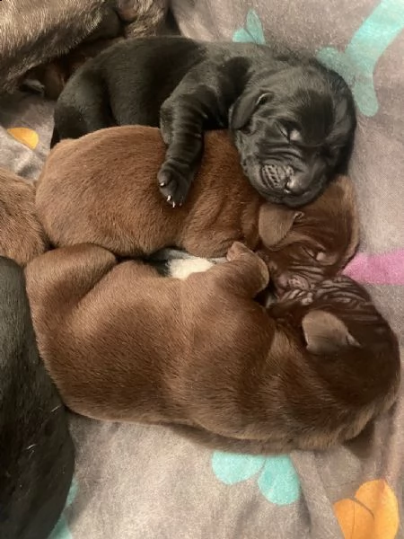 pointer tedesco a pelo corto x labs. il regalo perfetto per il tuo amore in questa stagione