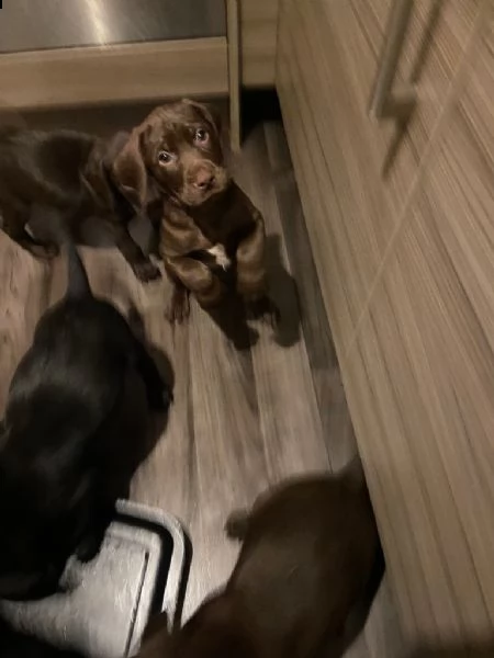 pointer tedesco a pelo corto x labs. il regalo perfetto per il tuo amore in questa stagione | Foto 3