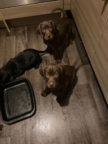 pointer tedesco a pelo corto x labs. il regalo perfetto per il tuo amore in questa stagione | Foto 2