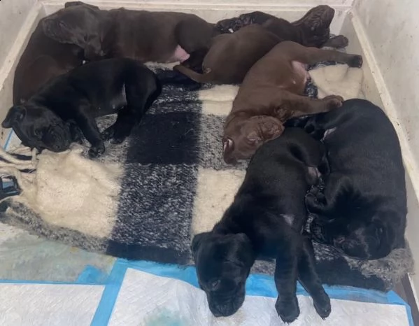 pointer tedesco a pelo corto x labs. il regalo perfetto per il tuo amore in questa stagione | Foto 1